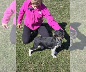 Rat Terrier Puppy for sale in FRANCESVILLE, IN, USA