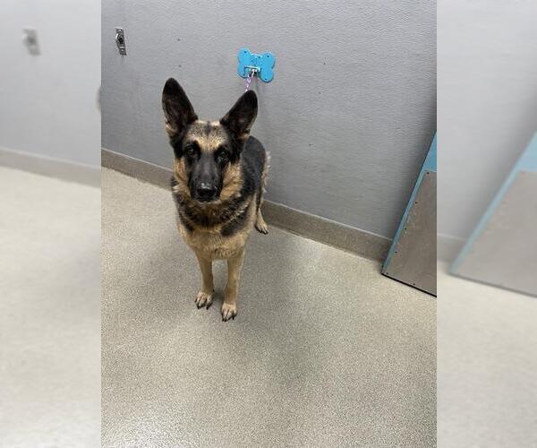 Medium Photo #1 German Shepherd Dog-Unknown Mix Puppy For Sale in Las Vegas, NV, USA