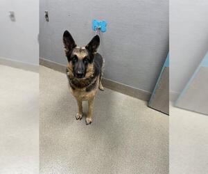 German Shepherd Dog-Unknown Mix Dogs for adoption in Las Vegas, NV, USA