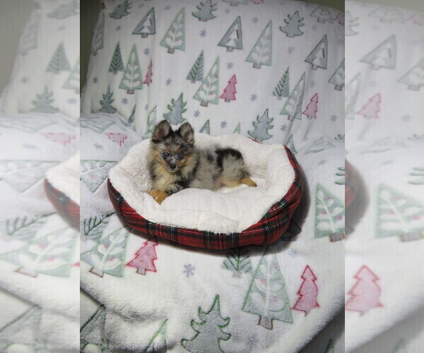 Medium Photo #2 Pomeranian Puppy For Sale in COOKEVILLE, TN, USA