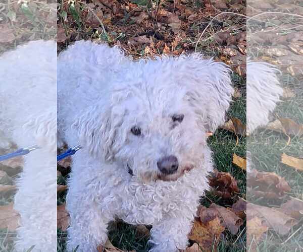 Medium Photo #5 Bichon Frise Puppy For Sale in Mukwonago, WI, USA