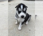Small Photo #5 Siberian Husky Puppy For Sale in WOODRUFF, SC, USA