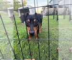 Small Photo #4 Dachshund-Unknown Mix Puppy For Sale in Greenville, SC, USA
