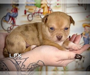 Chihuahua Puppy for sale in WINNSBORO, LA, USA