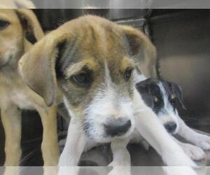 Mutt Dogs for adoption in Oklahoma City, OK, USA