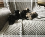 Small Photo #12 Pug Puppy For Sale in DAYTON, VA, USA