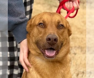 Vizsla Dogs for adoption in Yardley, PA, USA