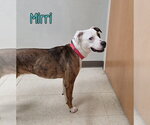 Small #9 Australian Shepherd-Boxer Mix
