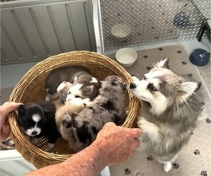 Pomsky Puppy for Sale in CAVE CREEK, Arizona USA