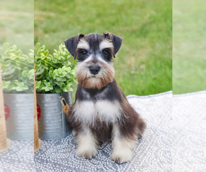 Schnauzer (Miniature) Puppy for sale in SYRACUSE, IN, USA