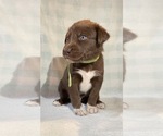 Small #14 German Shorthaired Pointer-Siberian Husky Mix