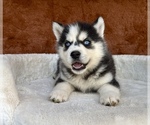 Small #7 Siberian Husky