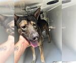 Small German Shepherd Dog Mix