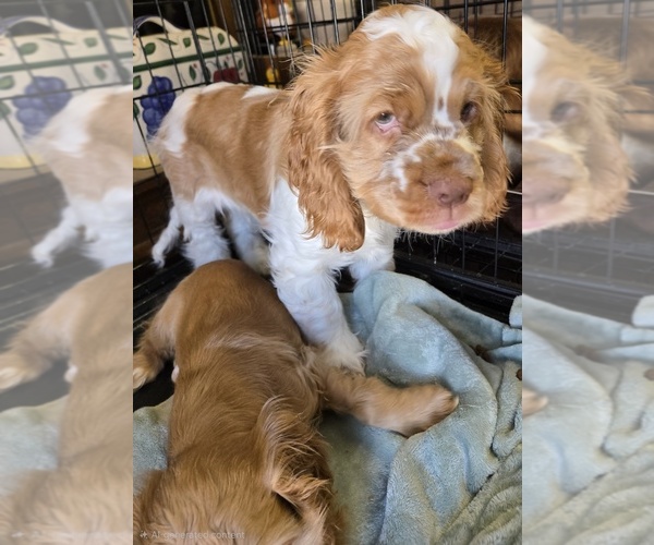 Medium Photo #5 English Cocker Spaniel Puppy For Sale in HOLYOKE, MA, USA