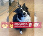 Small #3 Border Collie