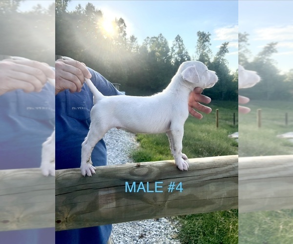 Medium Photo #5 Dogo Argentino Puppy For Sale in MINTER CITY, MS, USA
