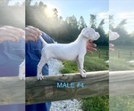 Small #4 Dogo Argentino