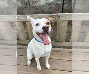 Mutt Dogs for adoption in Elmsford, NY, USA