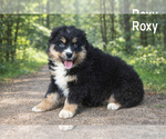 Puppy Roxy Australian Shepherd