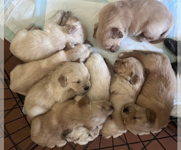 Medium Photo #10 Golden Retriever Puppy For Sale in SAN MARCOS, TX, USA
