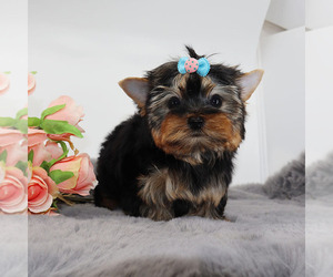 Yorkshire Terrier Puppy for sale in LOS ANGELES, CA, USA