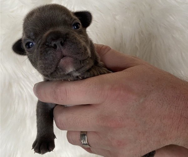 Medium Photo #3 French Bulldog Puppy For Sale in SOMERS, MT, USA
