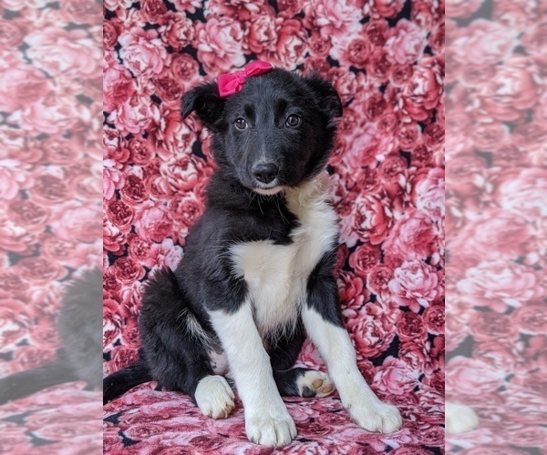 Medium Photo #1 Border Collie Puppy For Sale in KIRKWOOD, PA, USA