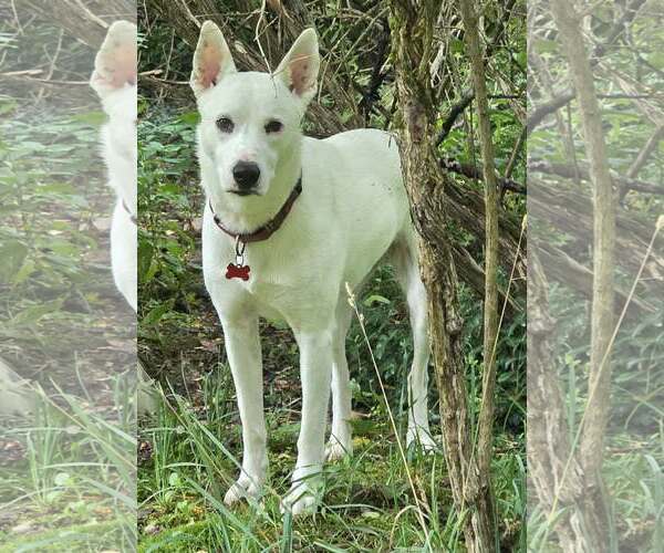 Medium Photo #5 Siberian Husky-white german shepherd Mix Puppy For Sale in Cuba, NY, USA
