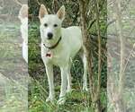 Small #4 Siberian Husky-white german shepherd Mix