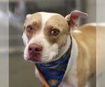PENNY - Female Bull Terrier-Unknown Mix Dog for Adoption - Small photo