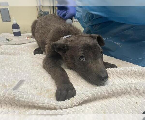 Medium Photo #1 Labrador Retriever-Unknown Mix Puppy For Sale in Pasadena, CA, USA