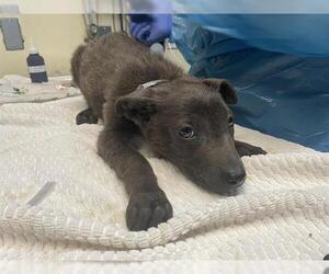 Labrador Retriever-Unknown Mix Dogs for adoption in Pasadena, CA, USA