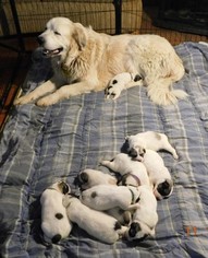 Great Pyrenees Puppy for sale in DALLAS, GA, USA