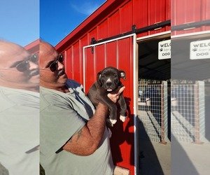 American Bulldog Puppy for sale in PATTERSON, GA, USA