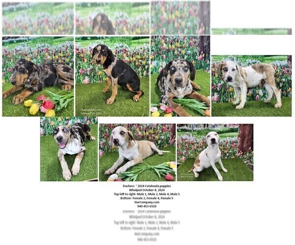 Medium Photo #3 Catahoula Leopard Dog Puppy For Sale in CUMBY, TX, USA