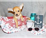Puppy Pablo Chihuahua