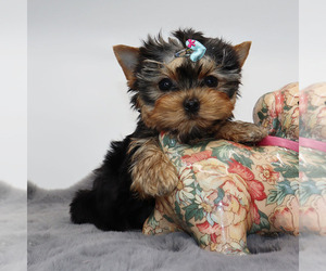 Yorkshire Terrier Puppy for sale in LOS ANGELES, CA, USA