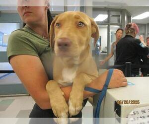 Mutt Dogs for adoption in Oklahoma City, OK, USA