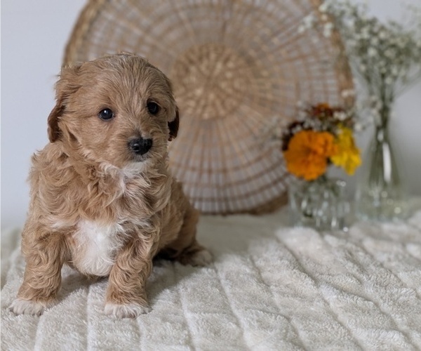 Medium Photo #8 Poovanese Puppy For Sale in GOSHEN, IN, USA