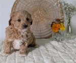 Small Photo #33 Poovanese Puppy For Sale in GOSHEN, IN, USA