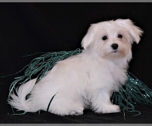 Maltese Puppy for sale in ROCK VALLEY, IA, USA