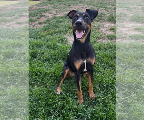 Medium Photo #6 Doberman Pinscher-Unknown Mix Puppy For Sale in Minneaoplis, MN, USA