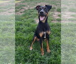 Small #5 Doberman Pinscher Mix