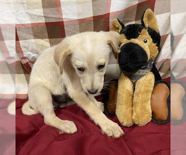 Medium Photo #1 Australian Cattle Dog-Labrador Retriever Mix Puppy For Sale in Modesto, CA, USA