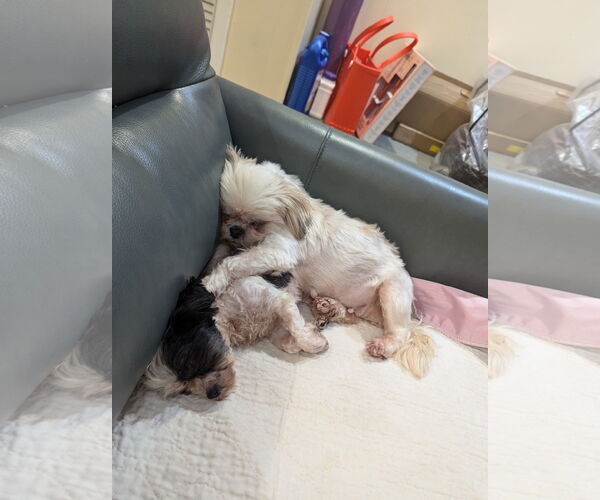Medium Photo #5 Shih Tzu Puppy For Sale in Tenafly, NJ, USA