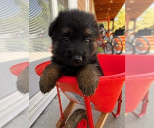 German Shepherd Dog Puppy for sale in AURORA, SD, USA
