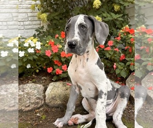 Great Dane Puppy for Sale in MIDDLEBURY, Indiana USA