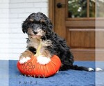 Phoebe - Female Bernedoodle (Miniature) Puppy for Sale - Photo #2