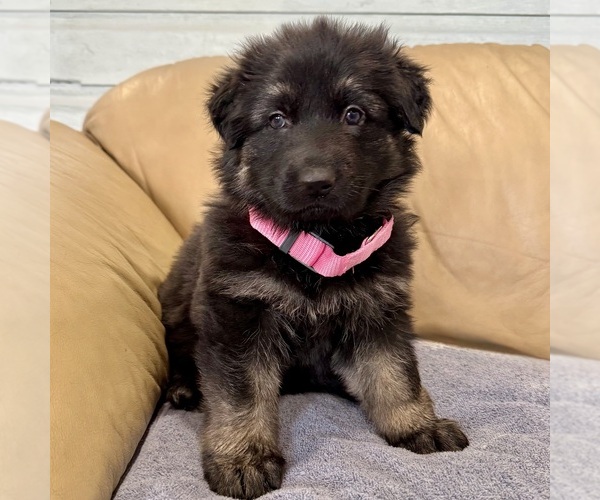 Medium Photo #49 German Shepherd Dog Puppy For Sale in BRIGHTON, CO, USA