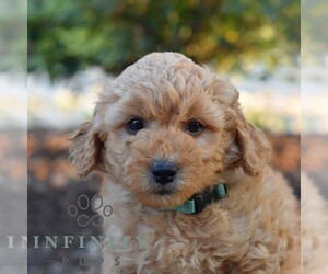 Goldendoodle (Miniature) Puppy for sale in SUNBURY, PA, USA